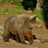 Brown bear